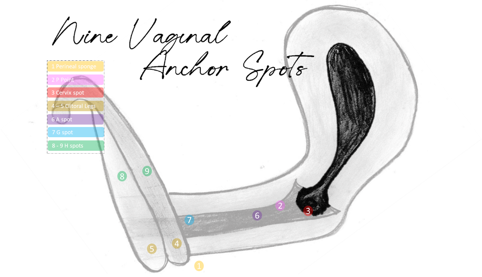 9 vaginal anchors The 9 Vaginal Anchor Points