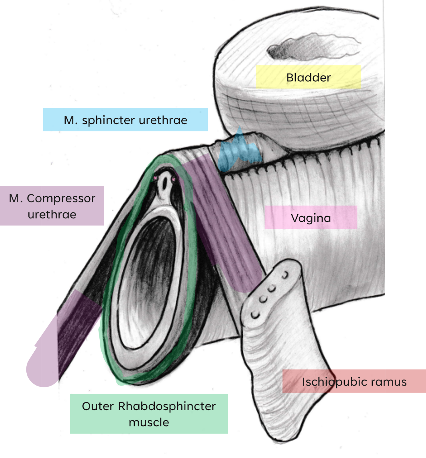 anatomy-sef Detailed anatomical diagram of the female urethra, showing its location between the bladder (yellow) and vaginal canal (magenta) , the skene ducts (or paraurethral) (pink) and muscular structures