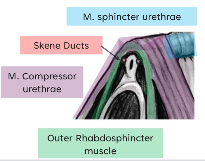 outer-rhabdosphincter Outer Rhabdosphincter Muscle